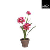 Agapanthus Pink In Pot Ø11,5Cm - H45Xd20Cm